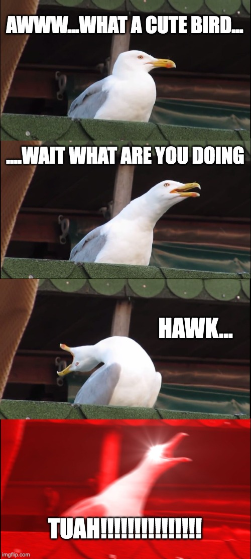 Inhaling Seagull | AWWW...WHAT A CUTE BIRD... ....WAIT WHAT ARE YOU DOING; HAWK... TUAH!!!!!!!!!!!!!!! | image tagged in memes,inhaling seagull | made w/ Imgflip meme maker