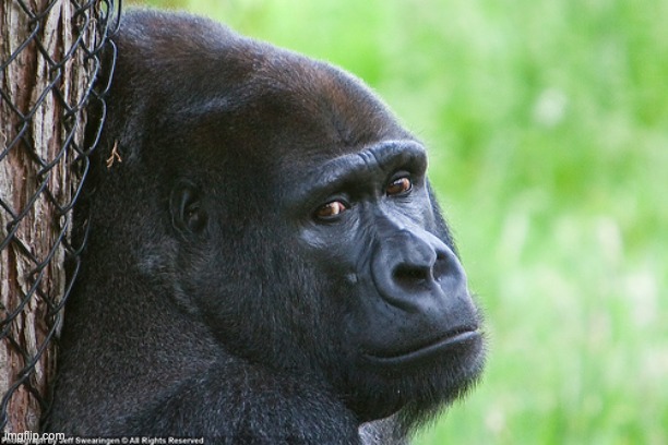 Sad gorilla | image tagged in sad gorilla | made w/ Imgflip meme maker