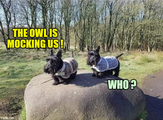 THE OWL IS MOCKING US ! WHO ? | made w/ Imgflip meme maker