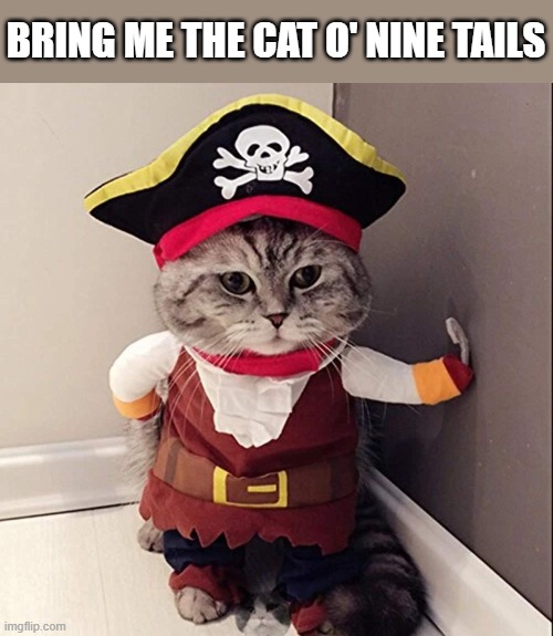 memes by Brad - Cat wants his "cat o' nine tails" - pirate - | BRING ME THE CAT O' NINE TAILS | image tagged in cats,funny,kitten,pirate,costume,humor | made w/ Imgflip meme maker