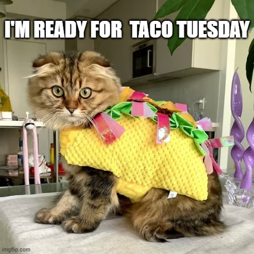 memes by Brad - My cat got dressed up for Taco Tuesday | I'M READY FOR  TACO TUESDAY | image tagged in cats,funny,kitten,taco,taco tuesday,humor | made w/ Imgflip meme maker