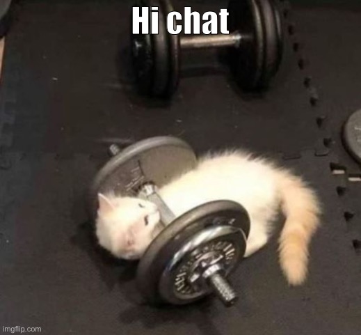 cat working out | Hi chat | image tagged in cat working out | made w/ Imgflip meme maker