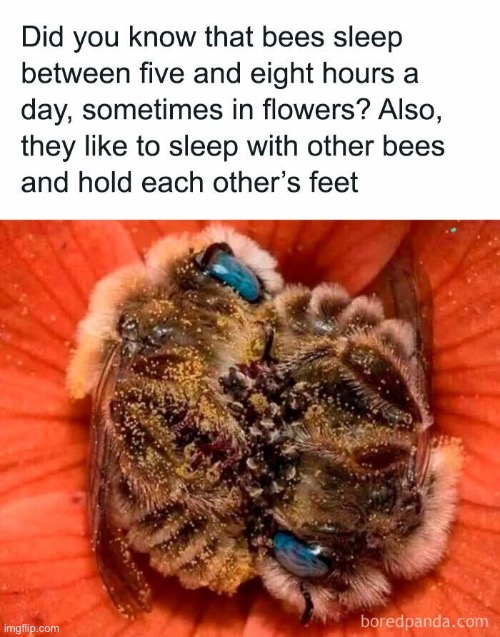 Cuteness overload | image tagged in so cute,bees,cuddle | made w/ Imgflip meme maker