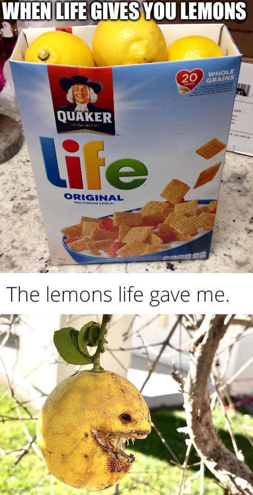 WHEN LIFE GIVES YOU LEMONS | image tagged in when life gives you lemons | made w/ Imgflip meme maker