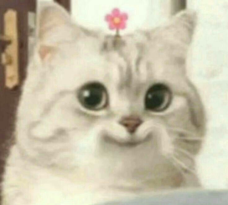Cute cat Blank Meme Template