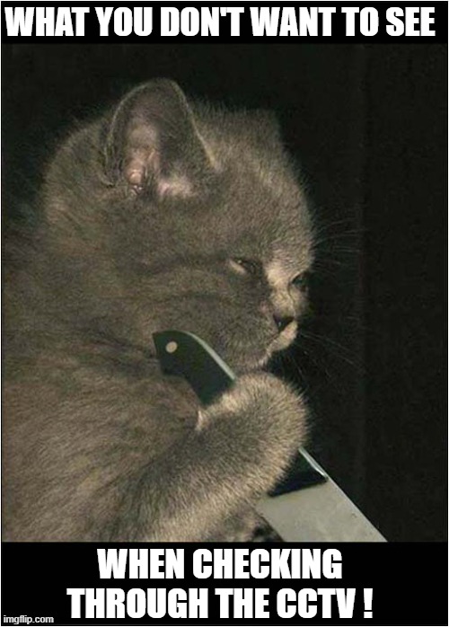 What The Cat Does When You Are Sleeping ! | WHAT YOU DON'T WANT TO SEE; WHEN CHECKING THROUGH THE CCTV ! | image tagged in cats,cctv,knife | made w/ Imgflip meme maker