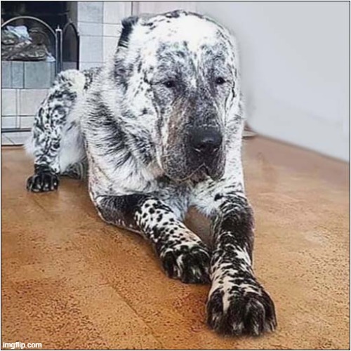 Wow | image tagged in dogs,markings,wow | made w/ Imgflip meme maker