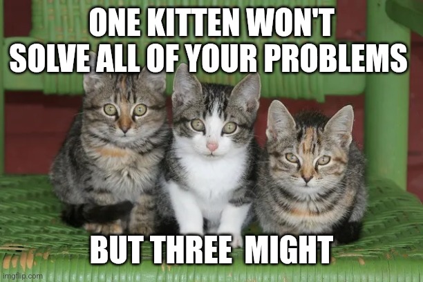 3 Kittens | ONE KITTEN WON'T SOLVE ALL OF YOUR PROBLEMS; BUT THREE  MIGHT | image tagged in kittens in chair,funny memes | made w/ Imgflip meme maker