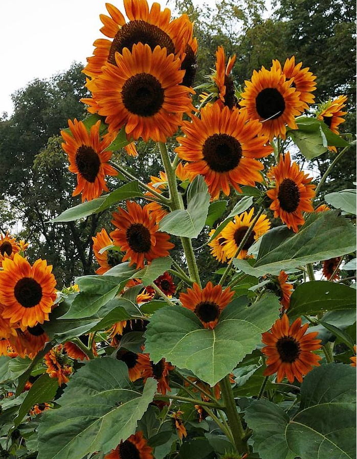 Autumn Beauty sunflower Blank Meme Template