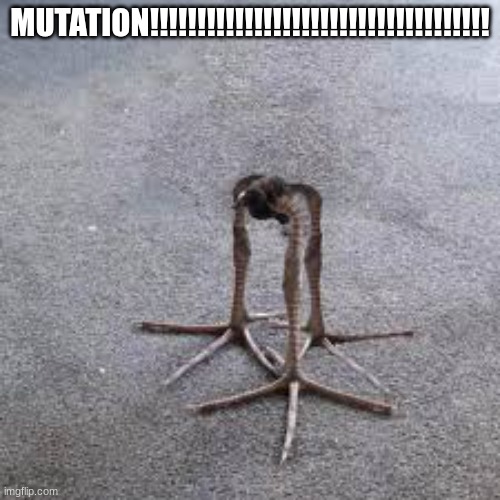 MUTATION!!!!!!!!!!!!!!!!!!!!!!!!!!!!!!!!!!!!!!!!!!!!!!!!!!!! | MUTATION!!!!!!!!!!!!!!!!!!!!!!!!!!!!!!!!!!!! | image tagged in mutation | made w/ Imgflip meme maker