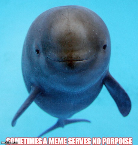 SOMETIMES A MEME SERVES NO PORPOISE | image tagged in dolphins,funny | made w/ Imgflip meme maker