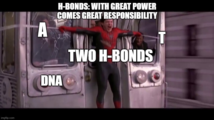 Only for biochem students | H-BONDS: WITH GREAT POWER COMES GREAT RESPONSIBILITY; A; T; TWO H-BONDS; DNA | image tagged in spiderman train | made w/ Imgflip meme maker