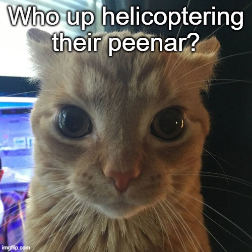 HELIKOPTER HELIKOPTER | Who up helicoptering their peenar? | image tagged in silly orange cat | made w/ Imgflip meme maker