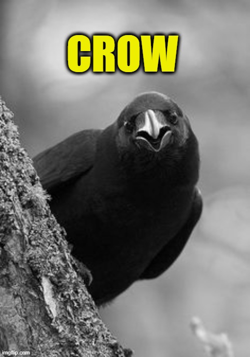 Why Raven | CROW | image tagged in why raven | made w/ Imgflip meme maker