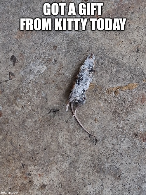 GOT A GIFT FROM KITTY TODAY | made w/ Imgflip meme maker