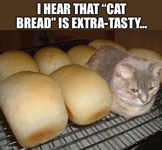 Baked furry goodness! | I HEAR THAT “CAT BREAD” IS EXTRA-TASTY… | image tagged in cats | made w/ Imgflip meme maker