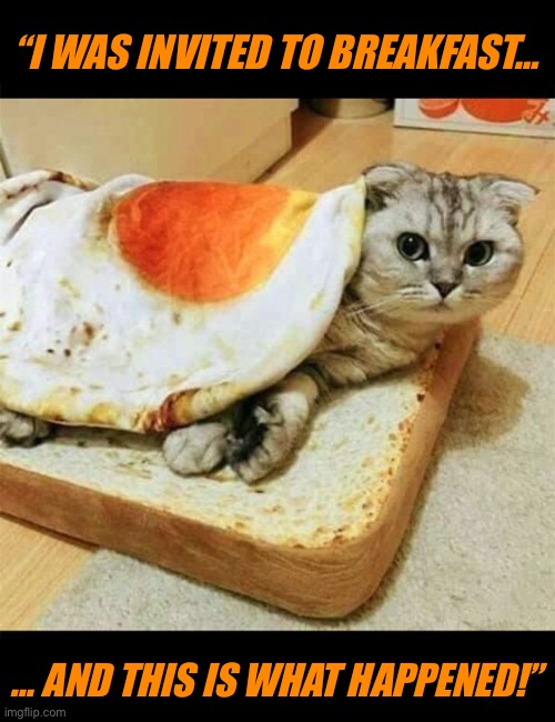 The kitty’s gone “sunny side up”… | “I WAS INVITED TO BREAKFAST…; … AND THIS IS WHAT HAPPENED!” | image tagged in cats | made w/ Imgflip meme maker