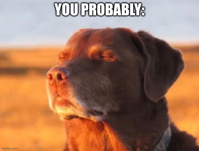 Dog accepting fate | YOU PROBABLY: | image tagged in dog accepting fate | made w/ Imgflip meme maker