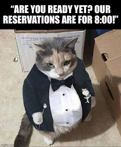 It’s almost time to go… | “ARE YOU READY YET? OUR RESERVATIONS ARE FOR 8:00!” | image tagged in cats | made w/ Imgflip meme maker