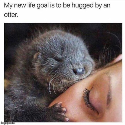 Life goal | image tagged in otter,hug,life goals | made w/ Imgflip meme maker