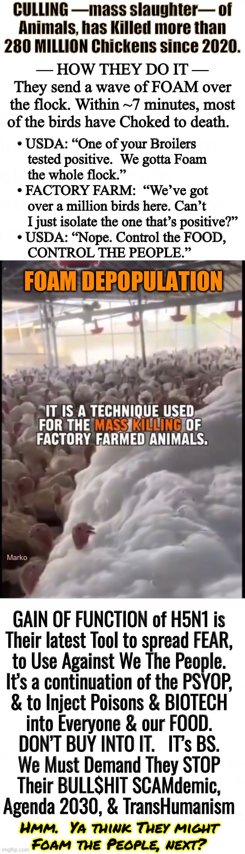 THEY See a Future WITHOUT Having to be Bothered by Us Meaningless Little HUMANS | CULLING —mass slaughter— of
Animals, has Killed more than
280 MILLION Chickens since 2020. — HOW THEY DO IT —
They send a wave of FOAM over
the flock. Within ~7 minutes, most
of the birds have Choked to death. • USDA: “One of your Broilers 
   tested positive.  We gotta Foam
   the whole flock.”

• FACTORY FARM:  “We’ve got
   over a million birds here. Can’t
   I just isolate the one that’s positive?”
• USDA: “Nope. Control the FOOD,
   CONTROL THE PEOPLE.”; FOAM DEPOPULATION; Marko; GAIN OF FUNCTION of H5N1 is
Their latest Tool to spread FEAR,
to Use Against We The People.
It’s a continuation of the PSYOP,
& to Inject Poisons & BIOTECH
into Everyone & our FOOD.
DON’T BUY INTO IT.   IT’s BS.
We Must Demand They STOP
Their BULL$HIT SCAMdemic,
Agenda 2030, & TransHumanism; Hmm.  Ya think They might
Foam the People, next? | image tagged in memes,another brick in the wall,another million birds culled,globalists n leftists can kissmyass,they think we r trash | made w/ Imgflip meme maker