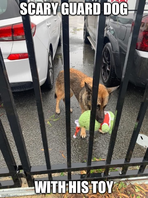 Scary guard dog | SCARY GUARD DOG; WITH HIS TOY | image tagged in german shepherd,guard,dog,toy | made w/ Imgflip meme maker