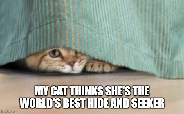 memes by Brad - My cat thinks she's the world's best hide and seeker | MY CAT THINKS SHE'S THE WORLD'S BEST HIDE AND SEEKER | image tagged in cat,games,kitten,hide and seek,cute | made w/ Imgflip meme maker