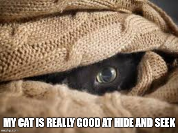 memes by Brad - My cat is really good at hide and seek | MY CAT IS REALLY GOOD AT HIDE AND SEEK | image tagged in cat,games,kitten,hide and seek,funny | made w/ Imgflip meme maker