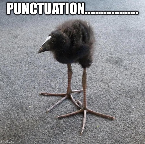 Pukeko chick | PUNCTUATION.................... | image tagged in pukeko chick | made w/ Imgflip meme maker