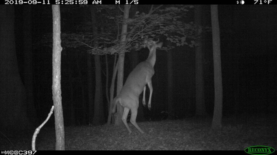 Short horror story i made about the skinwalker. | made w/ Imgflip meme maker