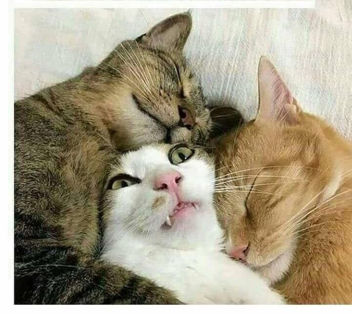 cat squeeze Blank Meme Template