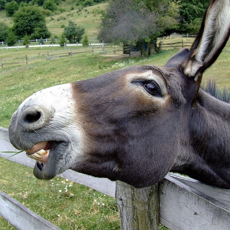 Donkey Ass Blank Meme Template