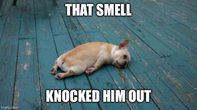 tired dog | THAT SMELL KNOCKED HIM OUT | image tagged in tired dog | made w/ Imgflip meme maker