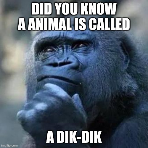 Thinking ape | DID YOU KNOW A ANIMAL IS CALLED; A DIK-DIK | image tagged in thinking ape | made w/ Imgflip meme maker