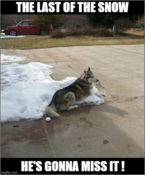 Winter Is Almost Over ! | THE LAST OF THE SNOW; HE'S GONNA MISS IT ! | image tagged in dogs,husky,snow,winter | made w/ Imgflip meme maker