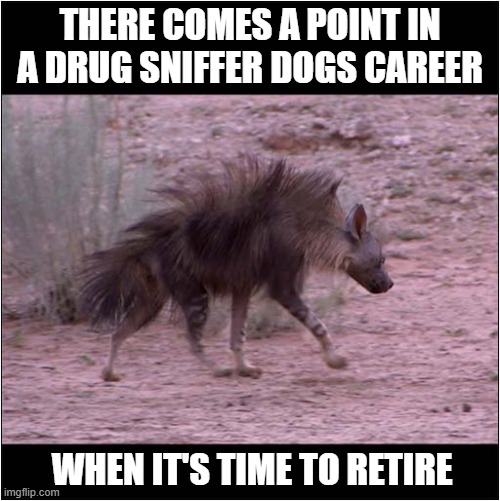 This Is The Result Of Far Too Much Snorting ! | THERE COMES A POINT IN A DRUG SNIFFER DOGS CAREER; WHEN IT'S TIME TO RETIRE | image tagged in drugs,sniffer dog,retire,dark humour | made w/ Imgflip meme maker