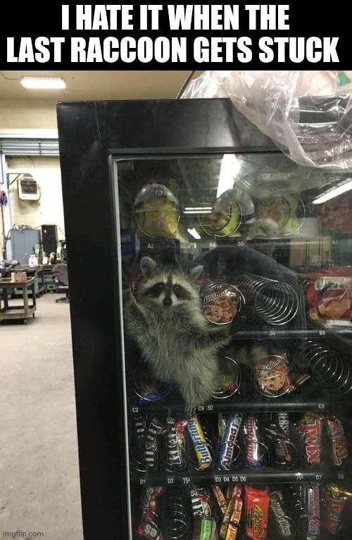 I Hate It When The Last Raccoon Gets Stuck | I HATE IT WHEN THE LAST RACCOON GETS STUCK | image tagged in chris joines | made w/ Imgflip meme maker