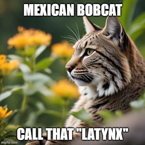 Latynx | MEXICAN BOBCAT; CALL THAT "LATYNX" | image tagged in bobcat,mexican,mexico,latinx,latin,spanish | made w/ Imgflip meme maker