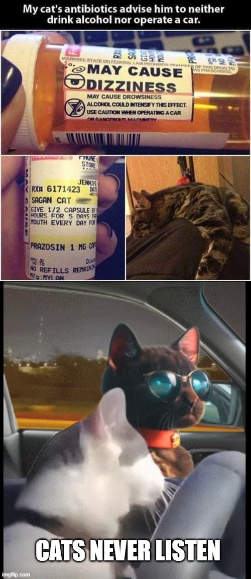 dui | CATS NEVER LISTEN | image tagged in cats | made w/ Imgflip meme maker