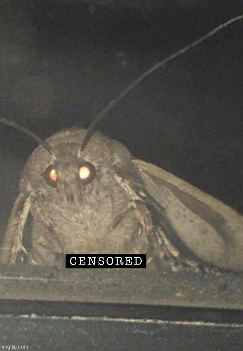 Moth | image tagged in moth | made w/ Imgflip meme maker
