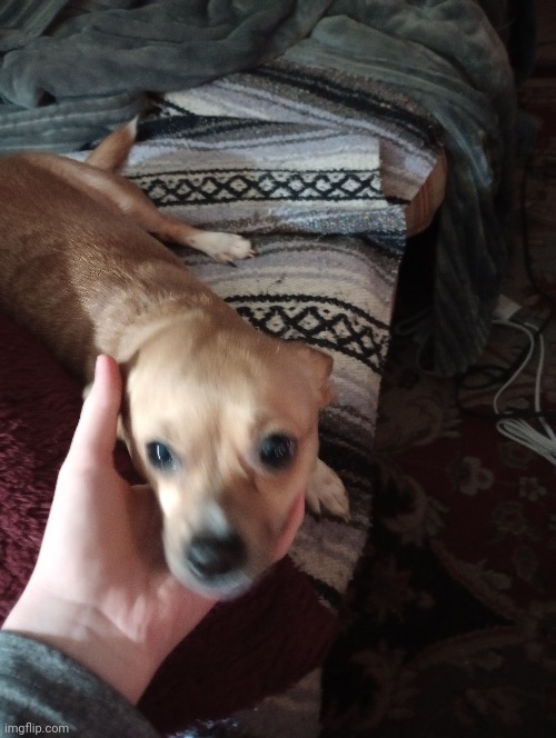 This dog is one of the best things to happen in my life | made w/ Imgflip meme maker