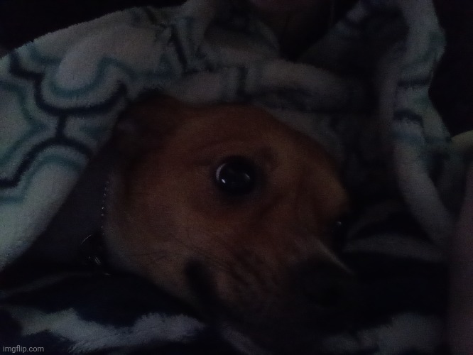 I love this wonderful dog more then anything in my life | image tagged in not including my mother | made w/ Imgflip meme maker