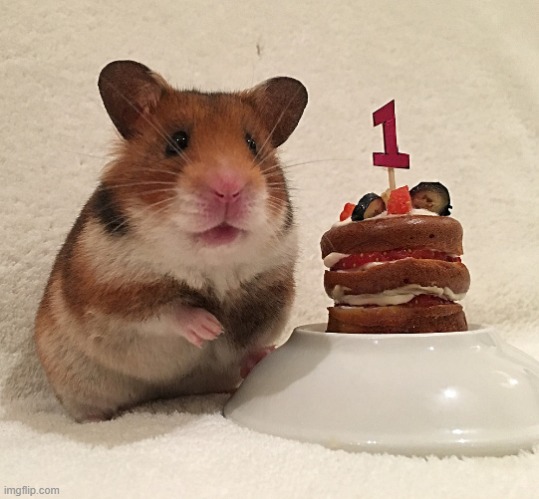 Hamster cake | image tagged in hamster cake | made w/ Imgflip meme maker