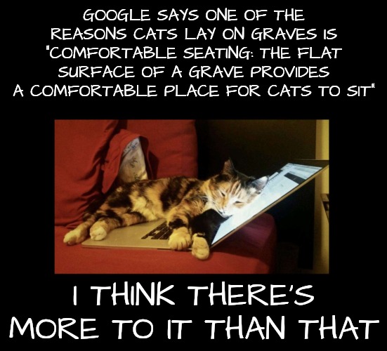 Layabouts | GOOGLE SAYS ONE OF THE REASONS CATS LAY ON GRAVES IS "COMFORTABLE SEATING: THE FLAT SURFACE OF A GRAVE PROVIDES A COMFORTABLE PLACE FOR CATS TO SIT"; I THINK THERE'S MORE TO IT THAN THAT | image tagged in cats | made w/ Imgflip meme maker