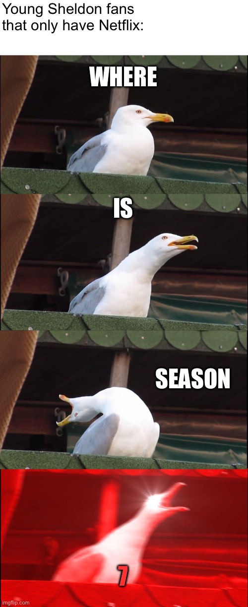 Cmon Netflix. . . | Young Sheldon fans that only have Netflix:; WHERE; IS; SEASON; 7 | image tagged in memes,inhaling seagull | made w/ Imgflip meme maker