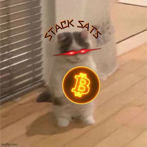 STACK SATS MICHI CAT | image tagged in bitcoin,btc,michi cat | made w/ Imgflip meme maker