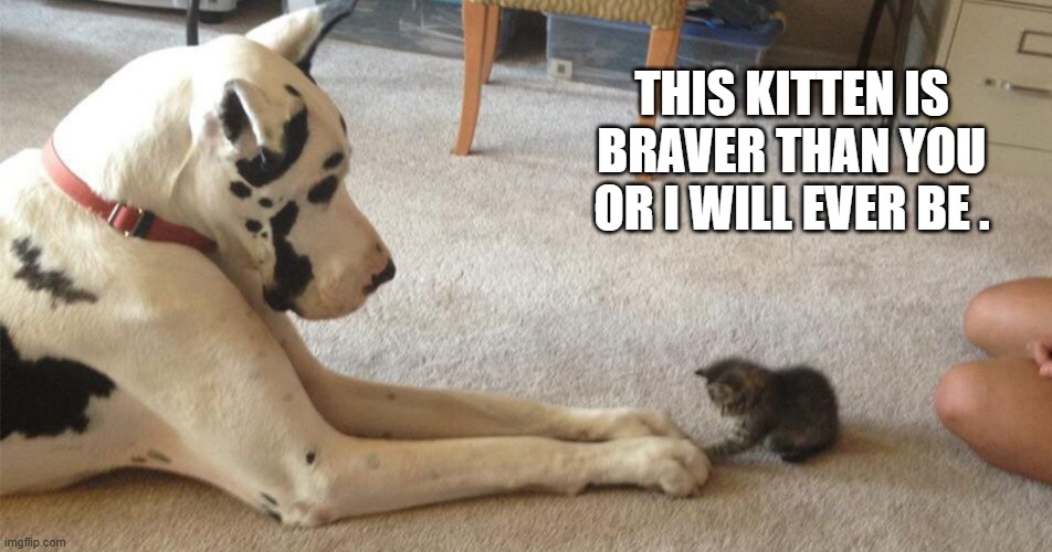 memes by Brad - Worlds bravest kitten ? | THIS KITTEN IS BRAVER THAN YOU OR I WILL EVER BE . | image tagged in cats,kitten,dogs,boxes,friends,brave | made w/ Imgflip meme maker