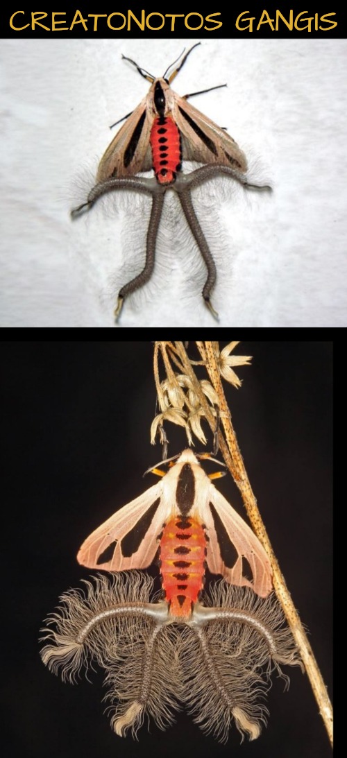 Disgustingly Awesome Pic | CREATONOTOS GANGIS | image tagged in insect | made w/ Imgflip meme maker