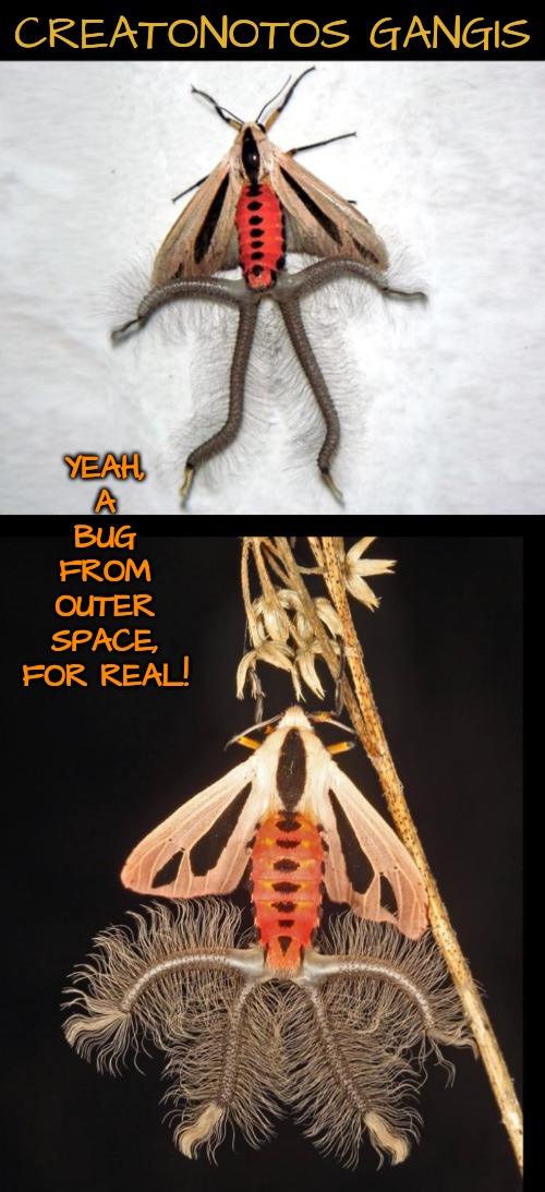 Gross! An Insect That Looks Like an Alien!! | CREATONOTOS GANGIS; YEAH, A BUG FROM OUTER SPACE, FOR REAL! | image tagged in insect,outer space | made w/ Imgflip meme maker