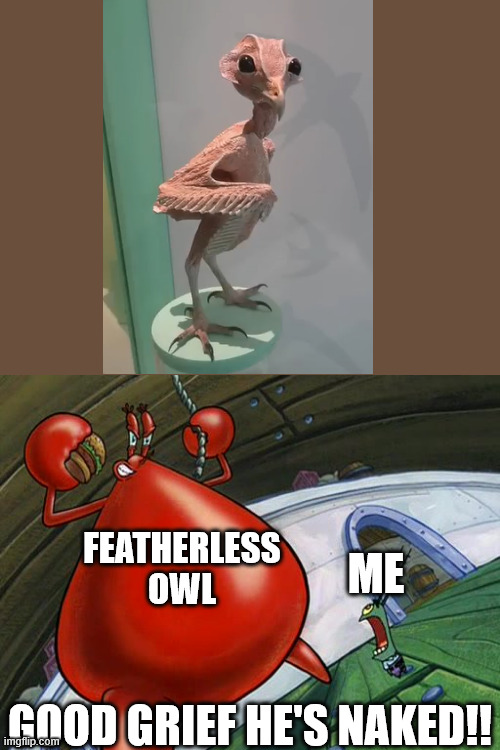 Good grief he's naked! | FEATHERLESS OWL; ME; GOOD GRIEF HE'S NAKED!! | image tagged in good grief he's naked,birds | made w/ Imgflip meme maker